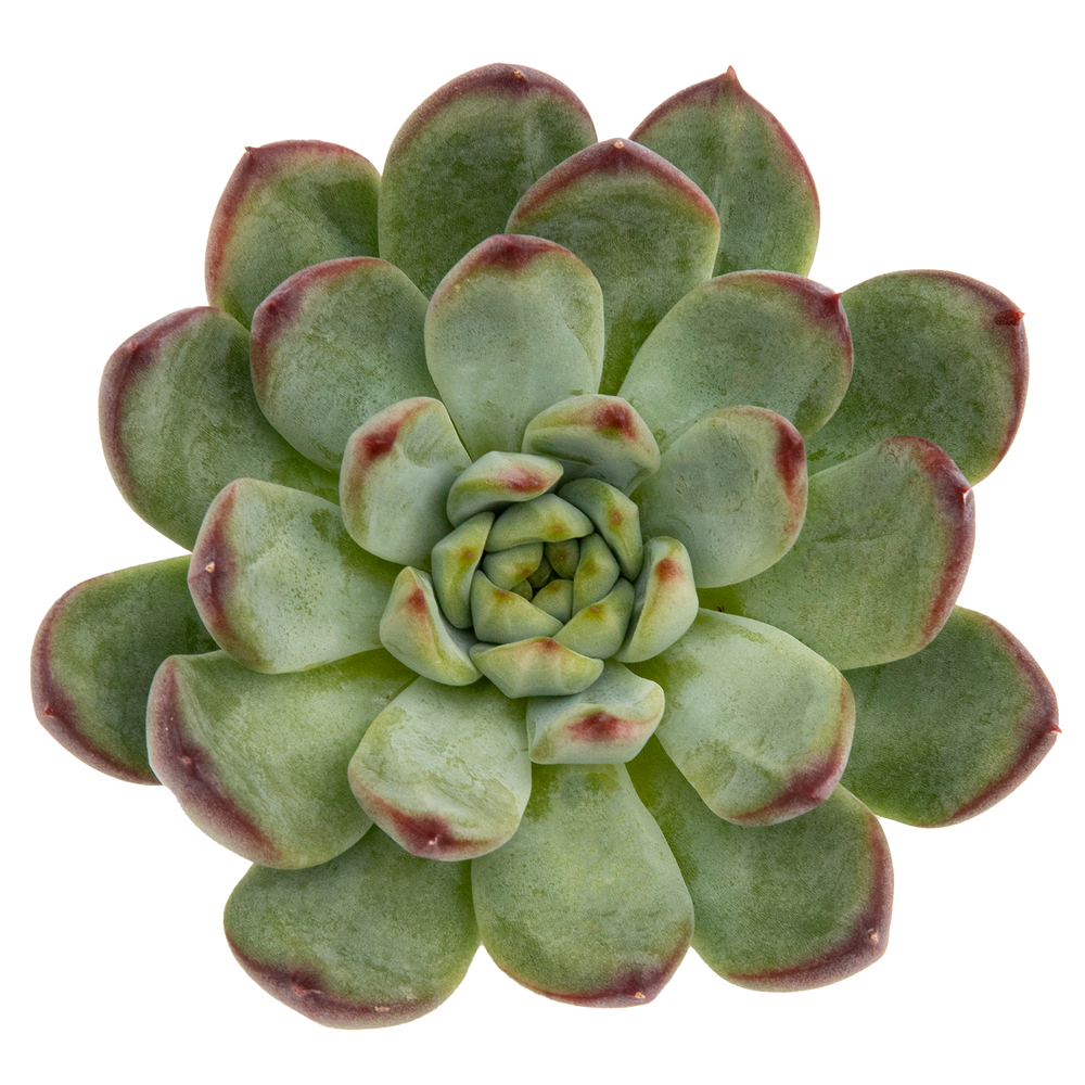 Echeveria Pulidonis / Bord Rose